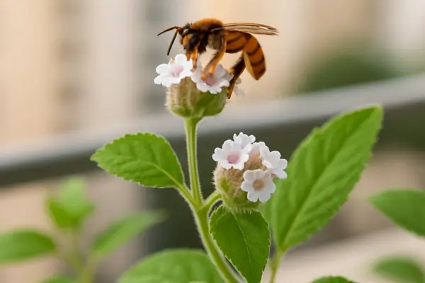 Mata Atlântica no apartamento: seleção aromática de baixo porte para meliponíneos